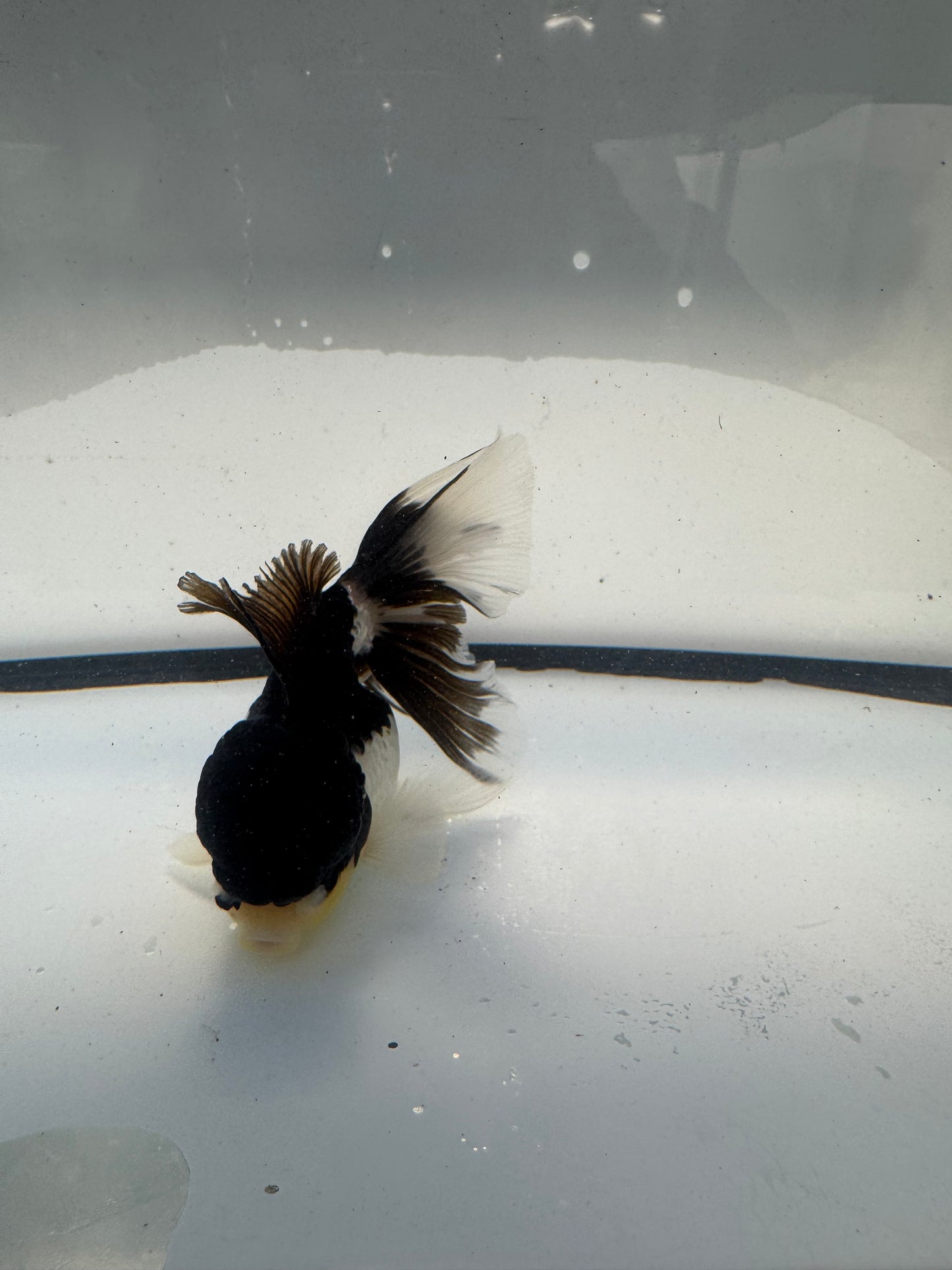 Panda Oranda. WVF920