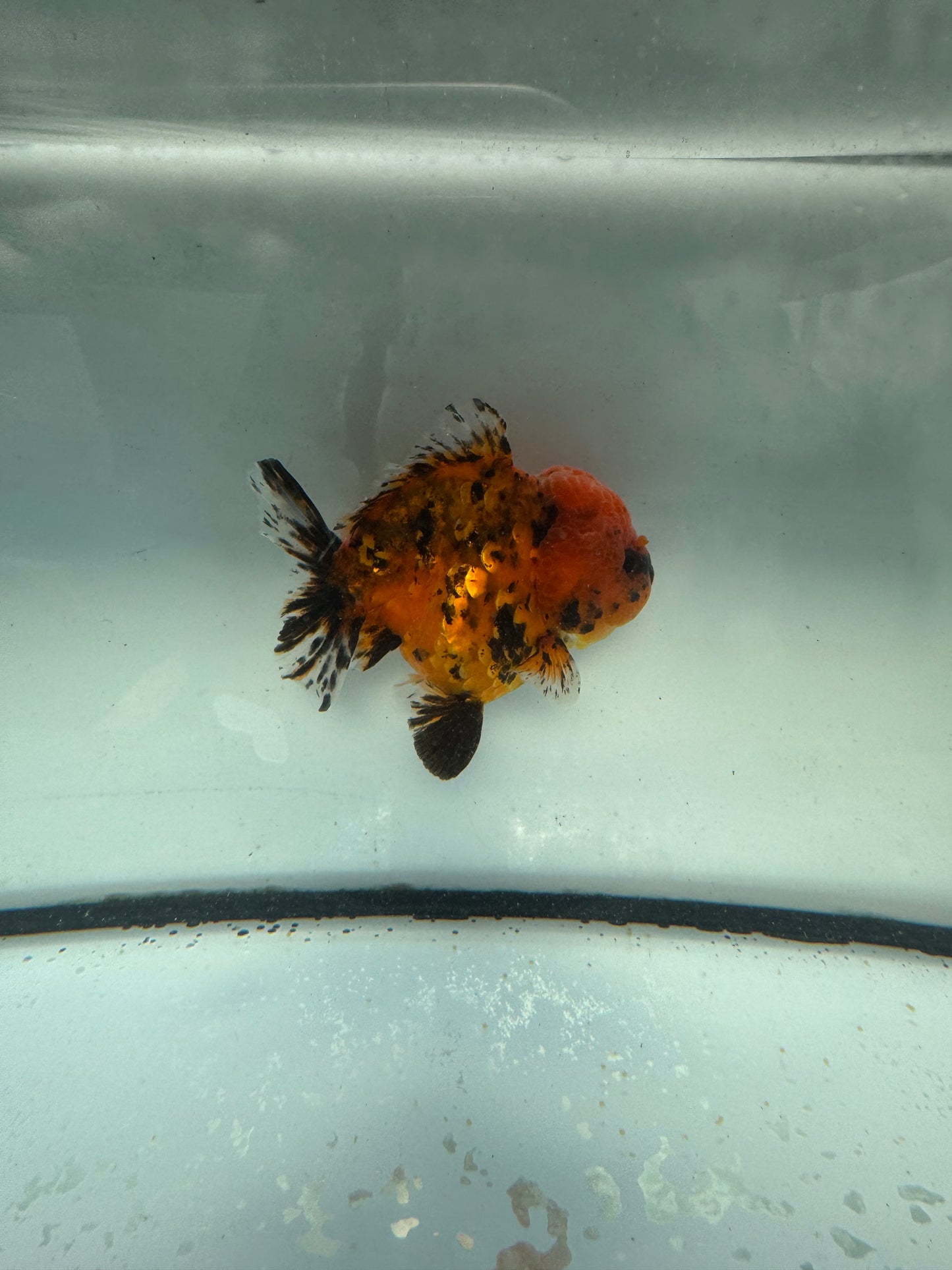 Red tigershort tail Oranda. WVF1054