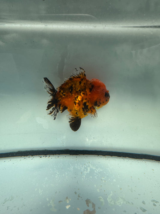 Red tigershort tail Oranda. WVF1054