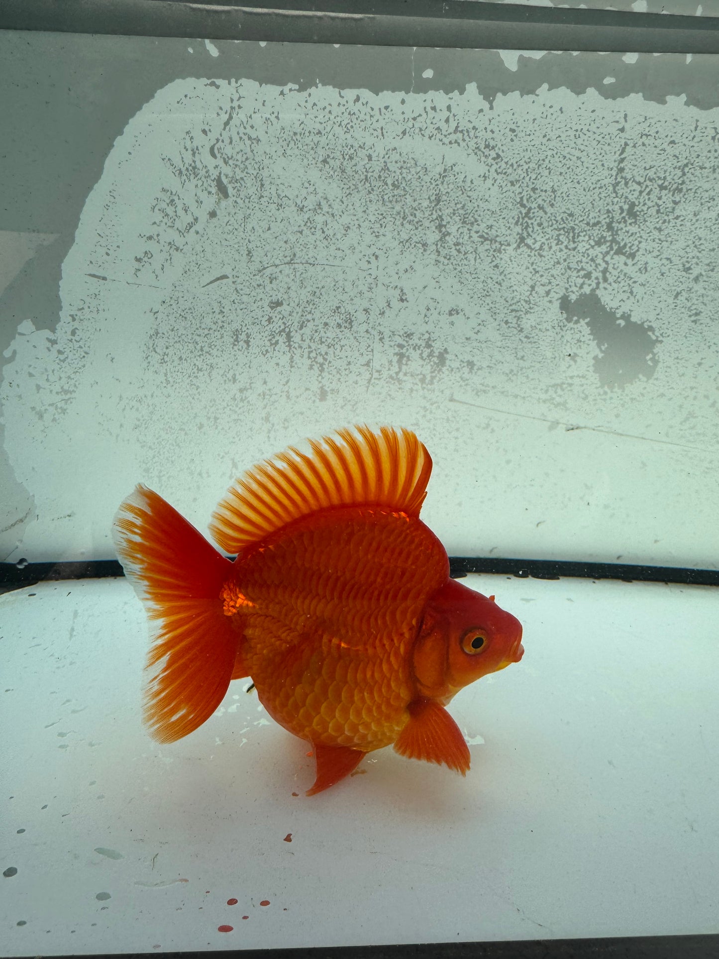 Red Ryukin. WVF1160