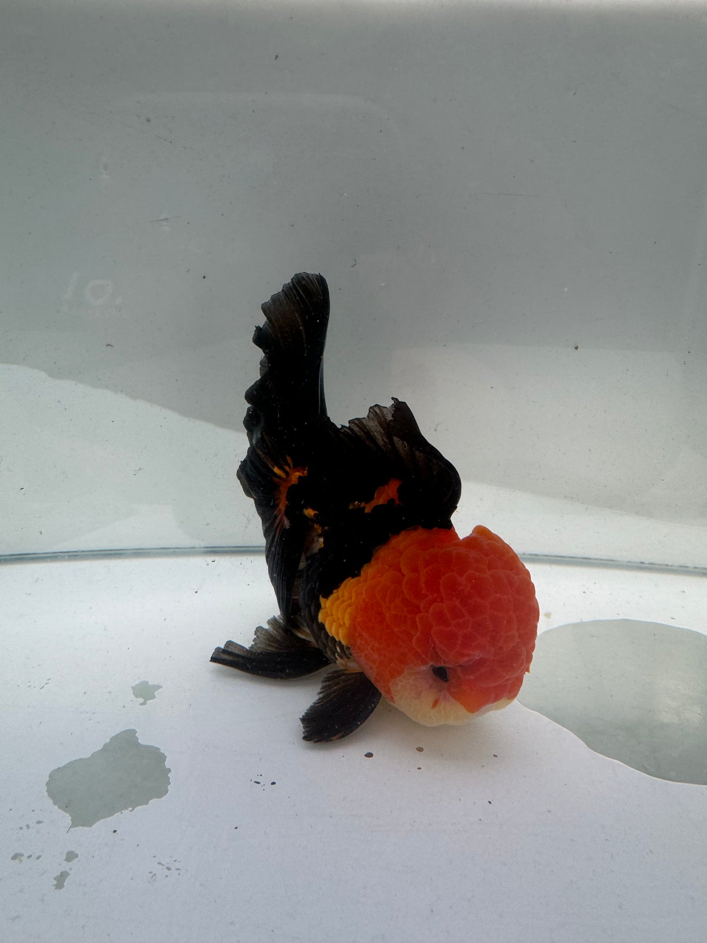 Tricolour Oranda.  WVF098