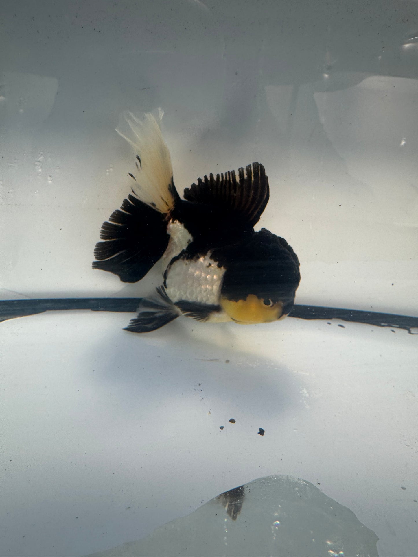 Panda Oranda. WVF915
