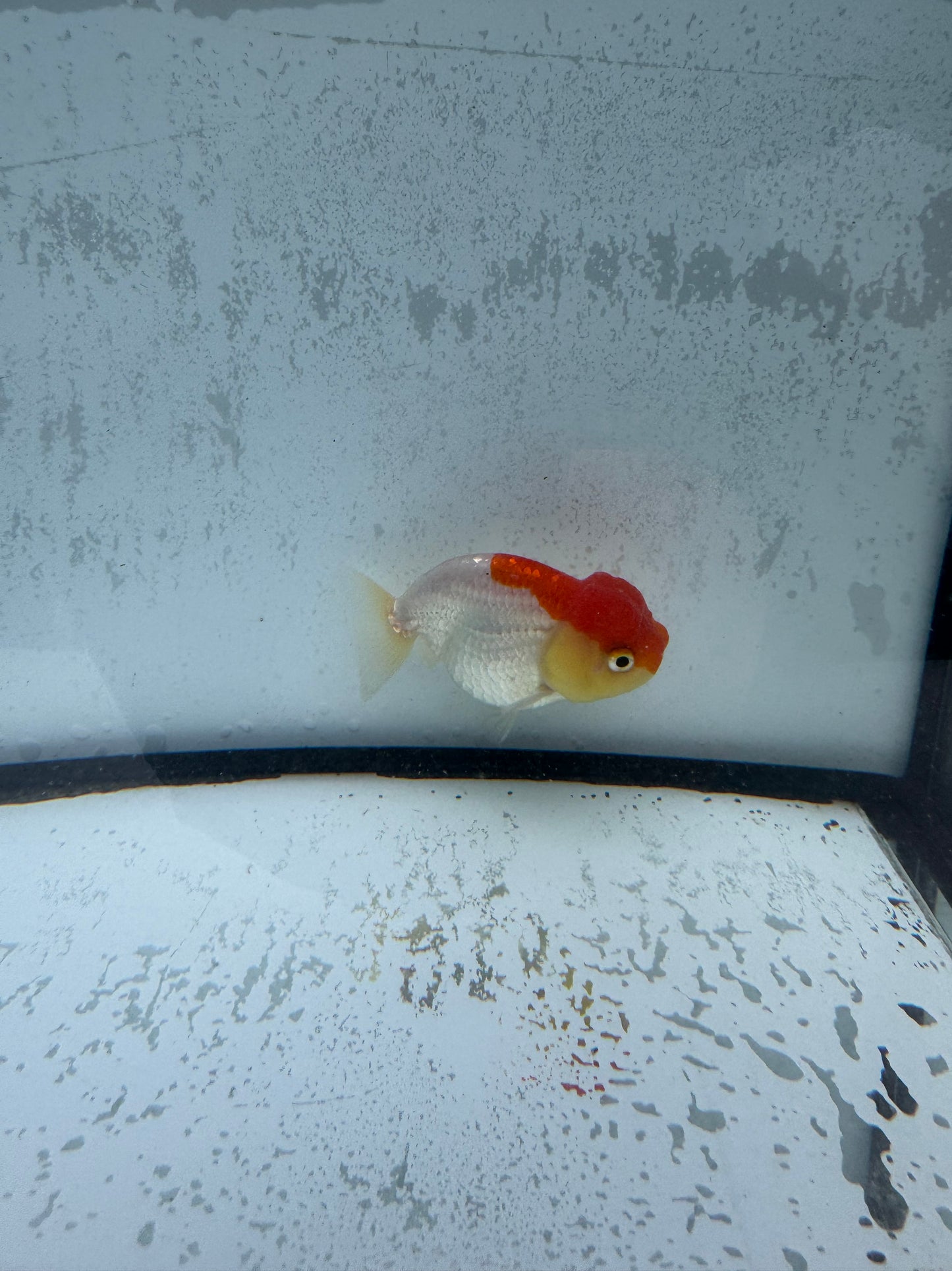 Red&white Ranchu. WVF517.