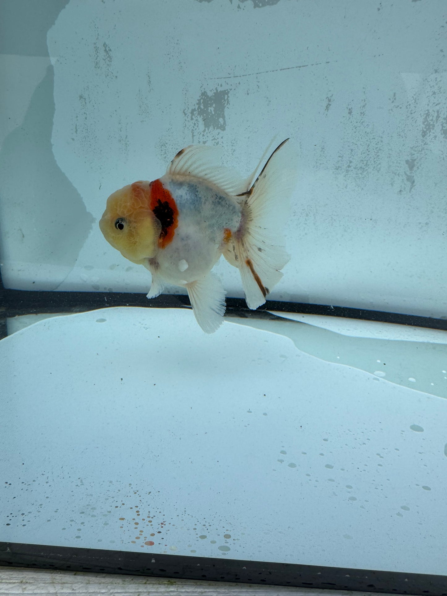 Calico Oranda WVF423