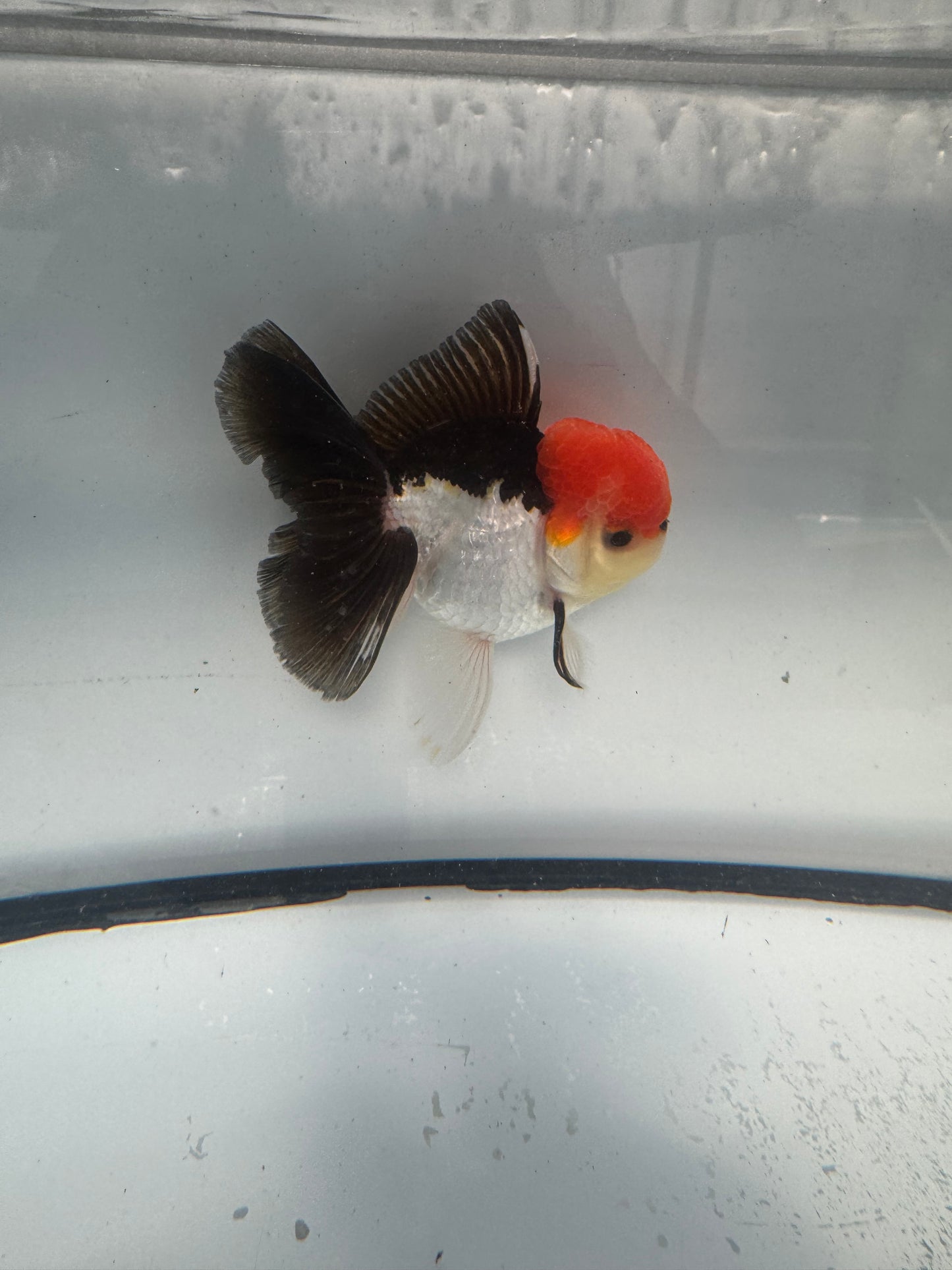 Tricolour Oranda. WVF910