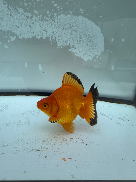 Red Ryukin. WVF970