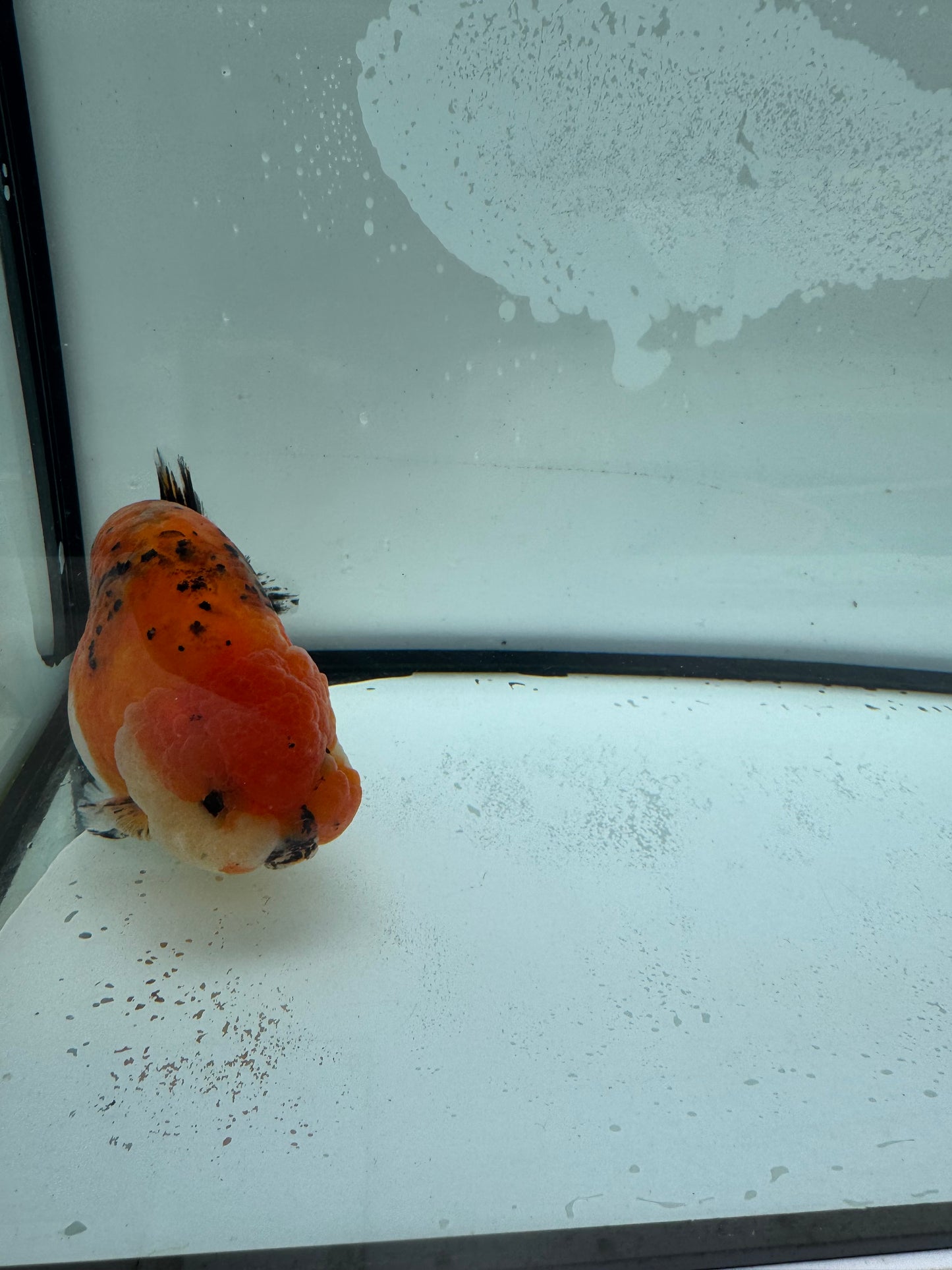 Calico Ranchu. WVF949