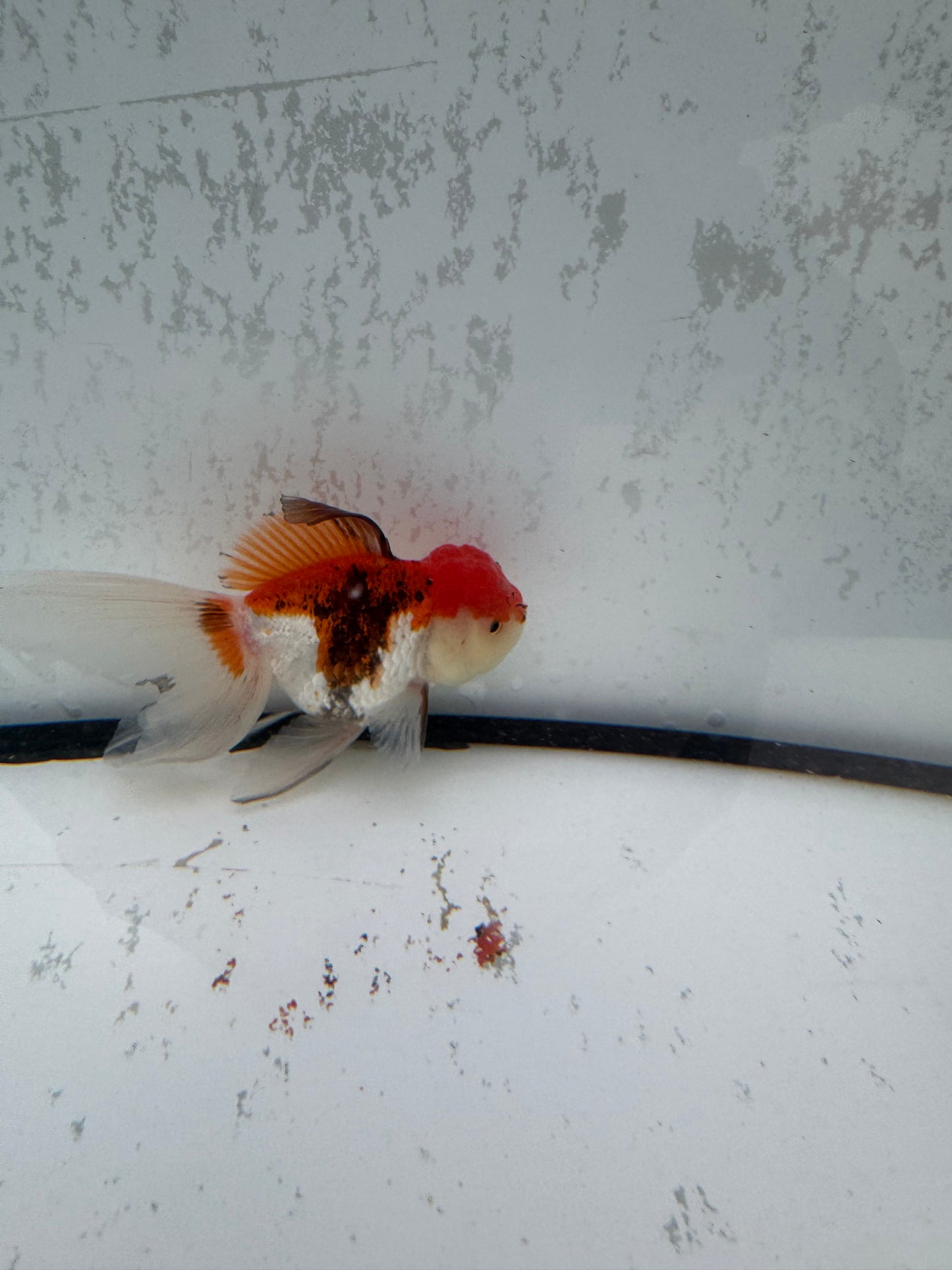 Tricolour Oranda. WVF497