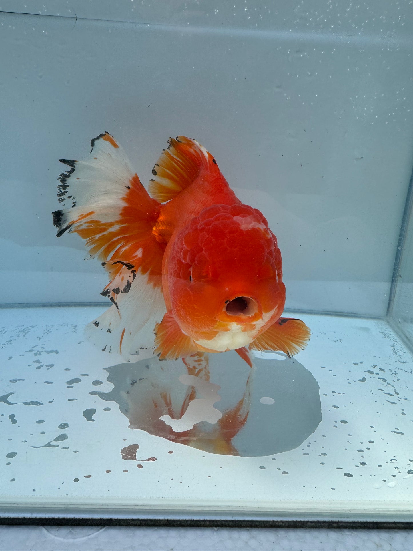 Red&white Oranda.  WVF055