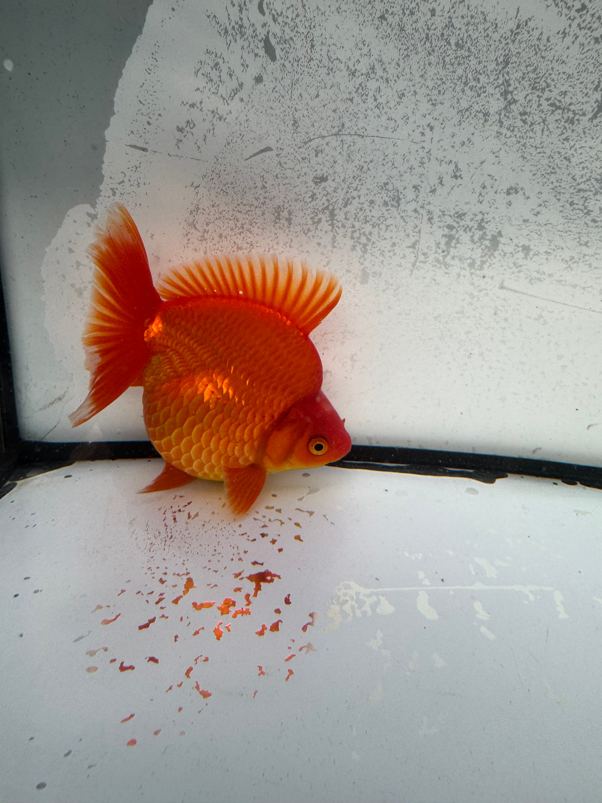 Red Ryukin.  WVF1159