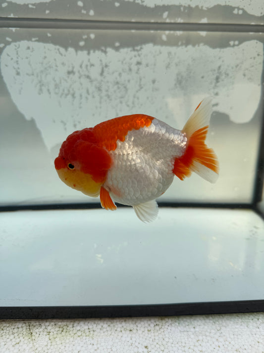 Red&white Ranchu WVF1213