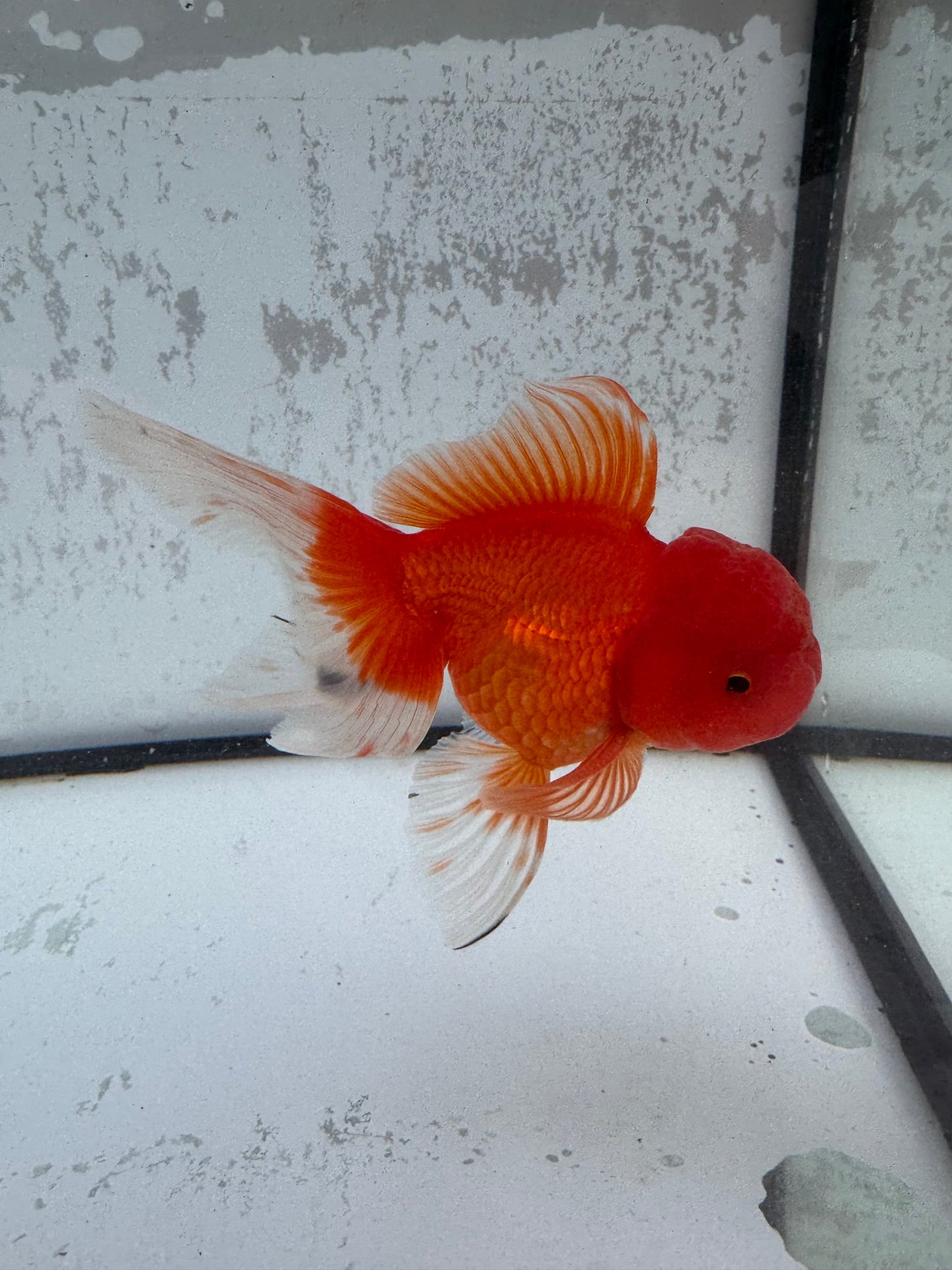 Red Oranda. WVF492