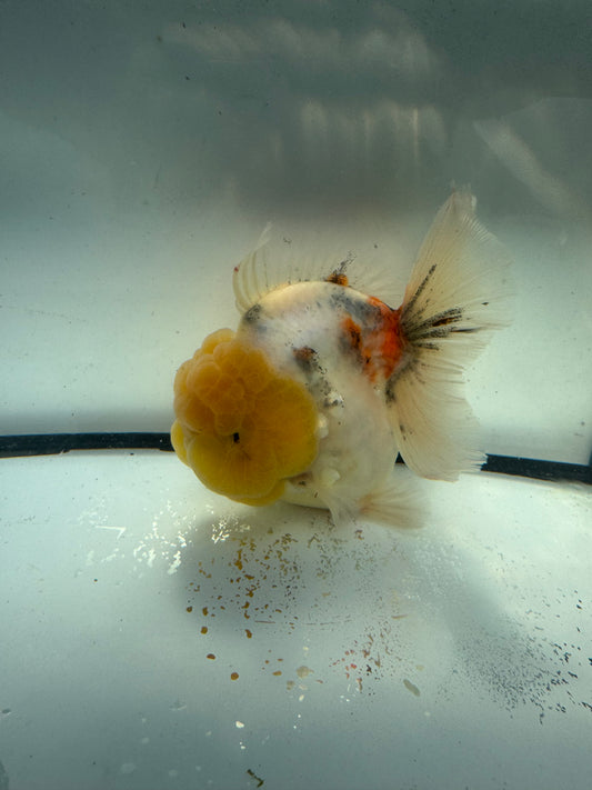 Calico Oranda  WVF911