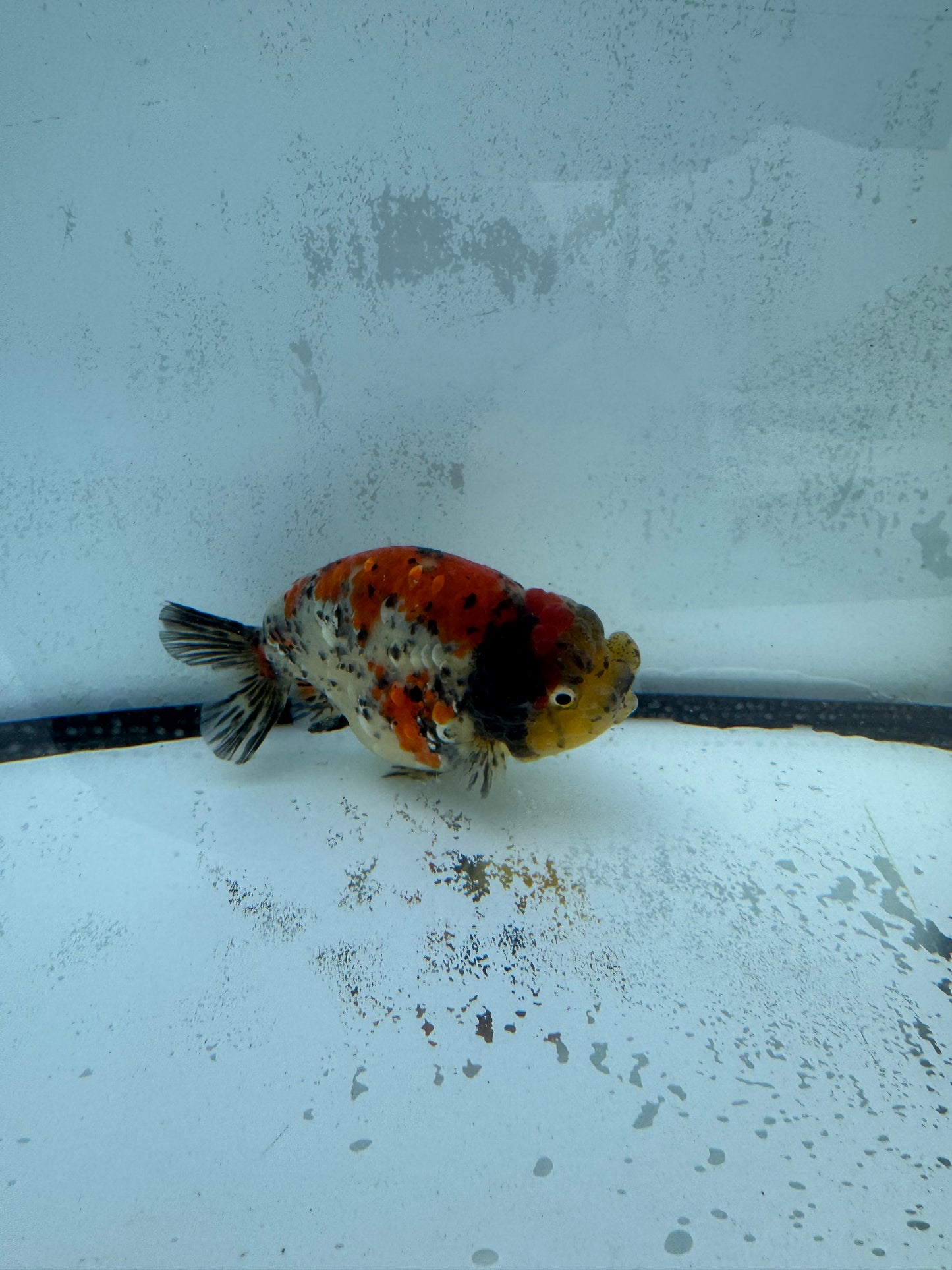 Calico tiger Ranchu. WVF447