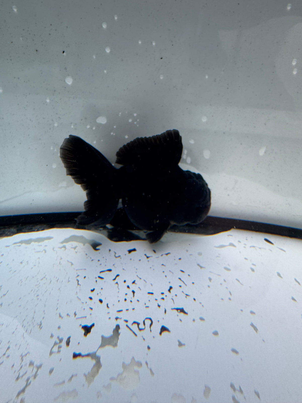 Black Oranda. WVF1167