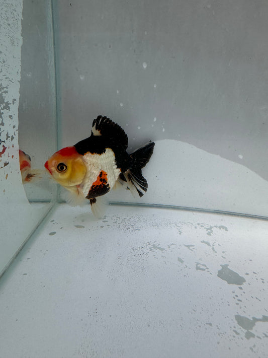 Tricolour Oranda.  WVF009