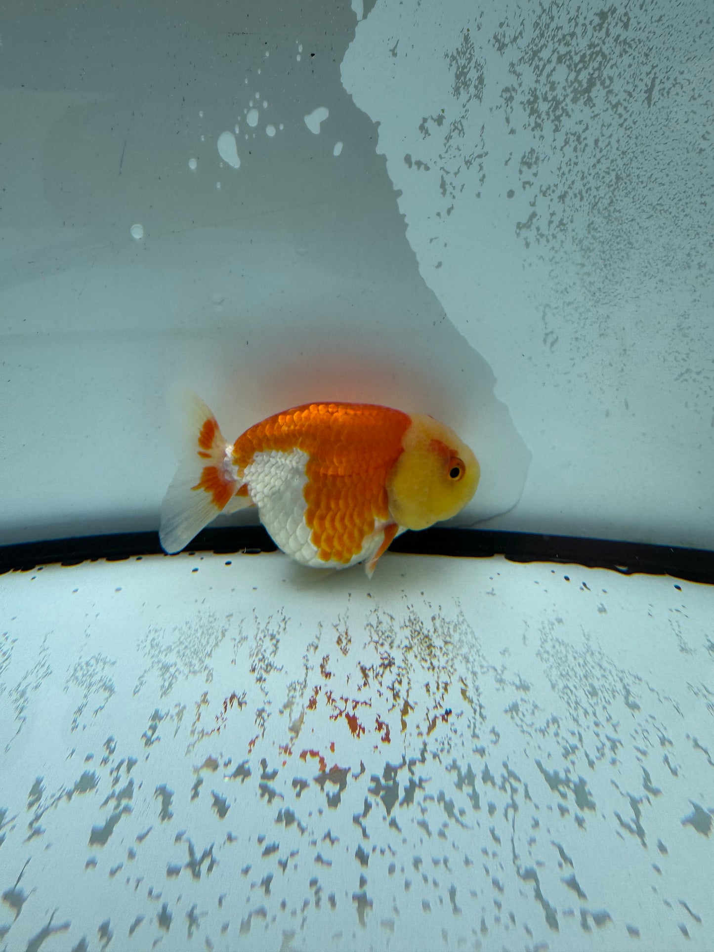 Red&white Ranchu. WVF1002