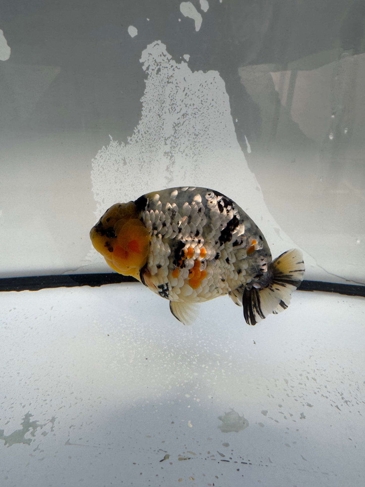 Metalic calico Ranchu.  WVF1090
