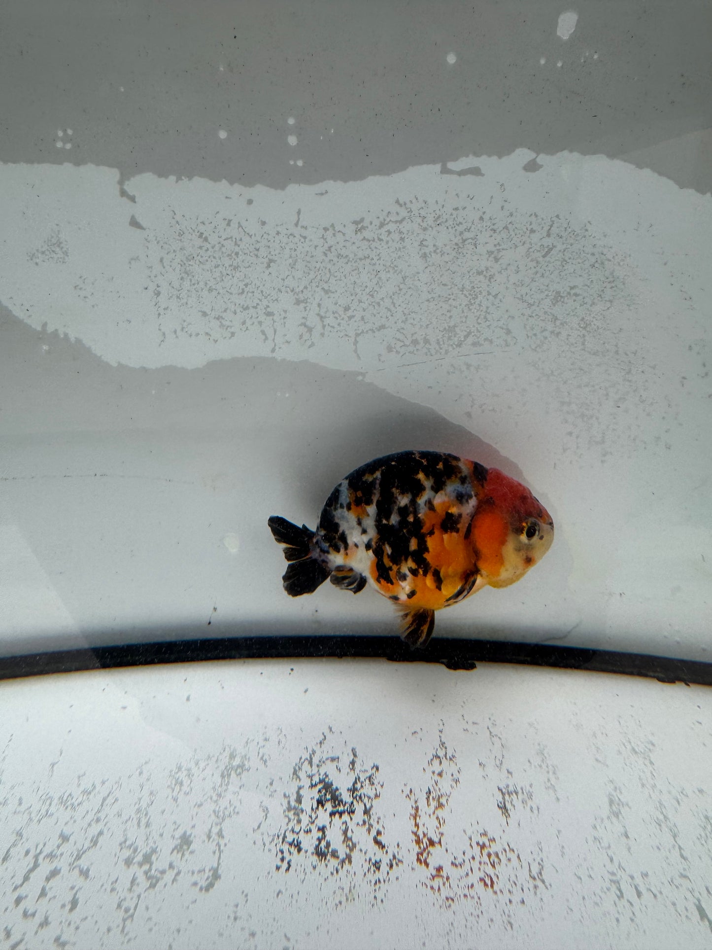 Calico Ranchu. WVF980