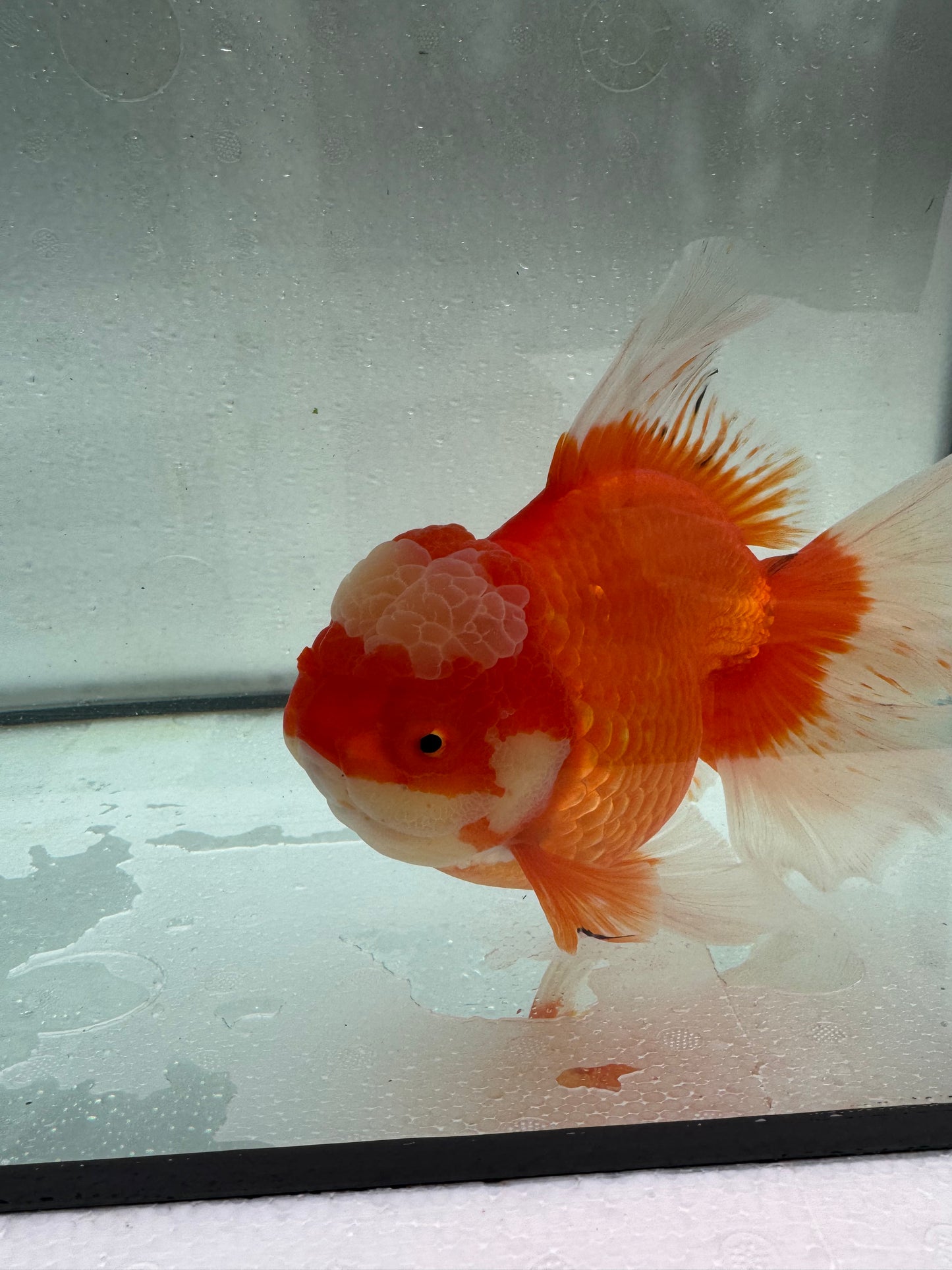 Red&white Oranda. WVF426
