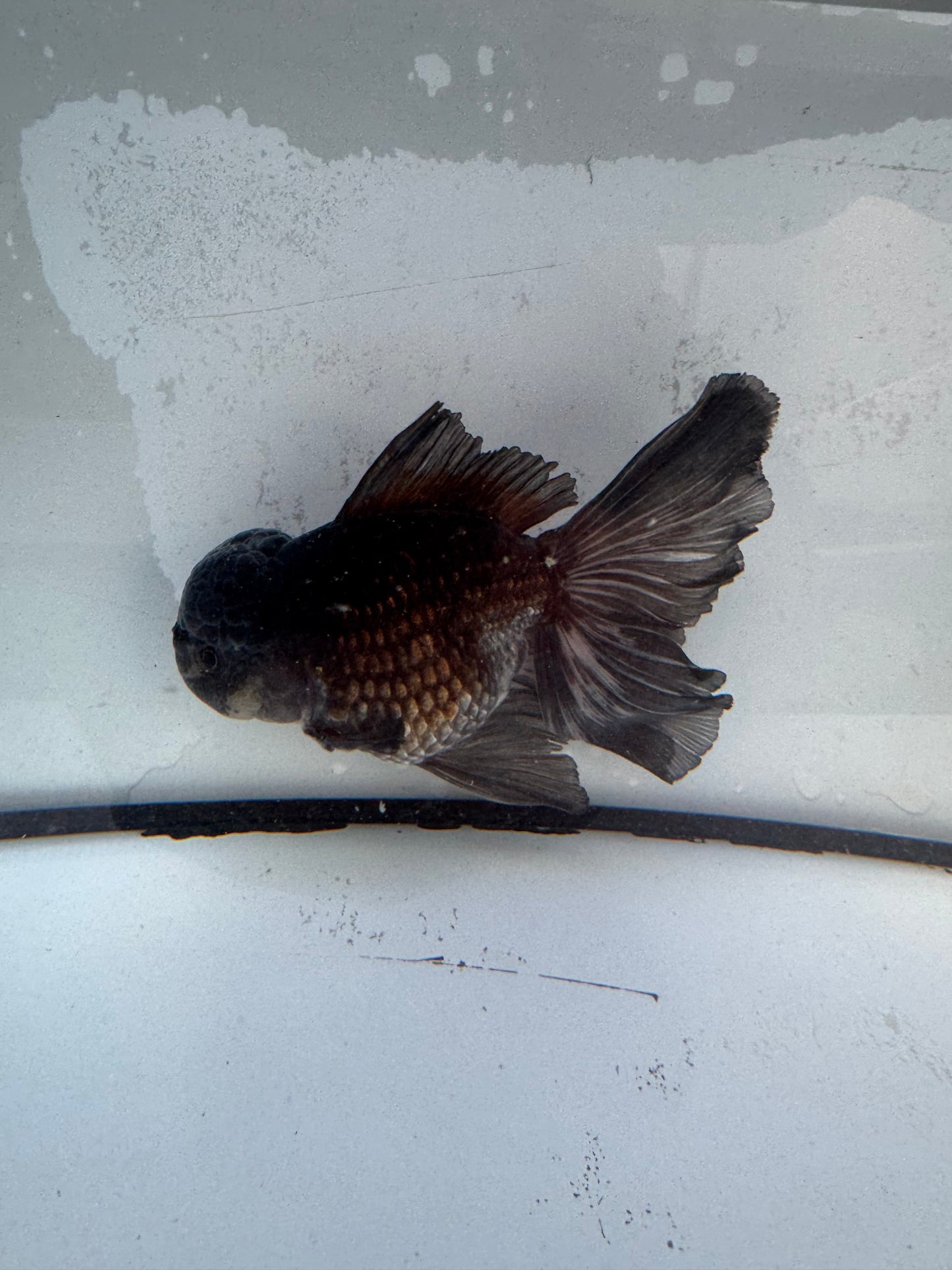 Ochiba Oranda. WVF473