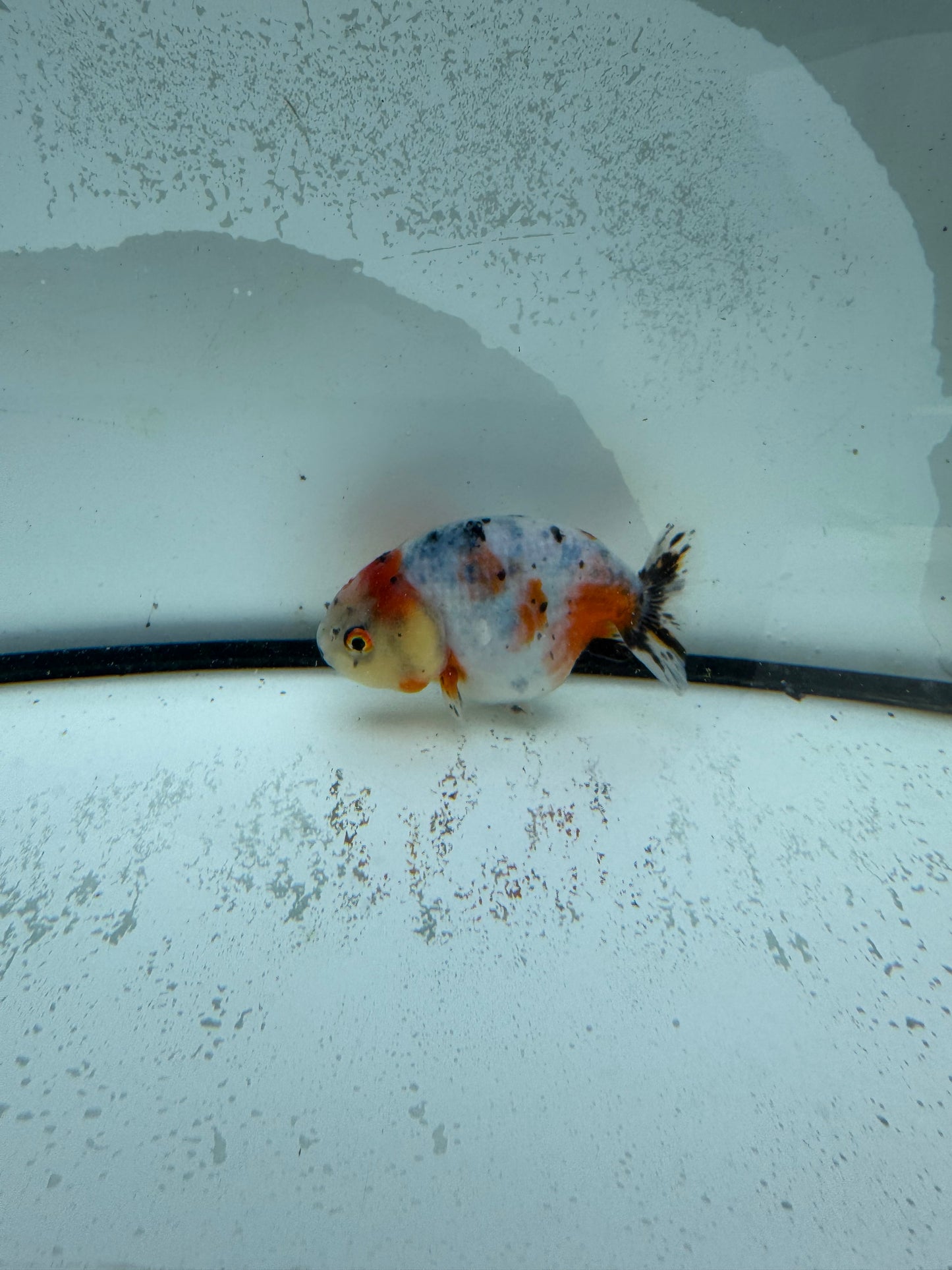 Calico Ranchu. WVF984