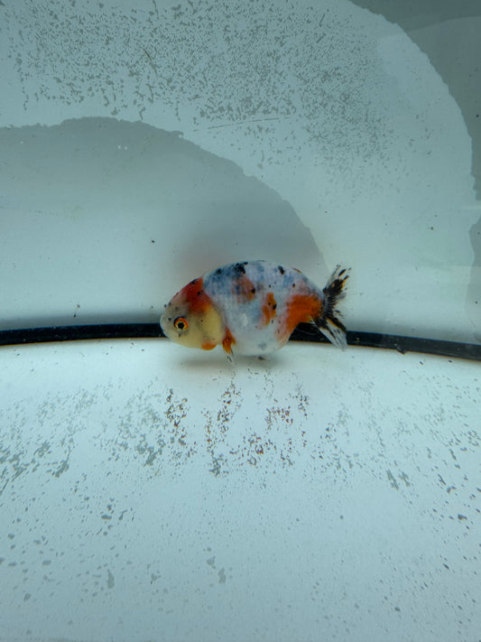 Calico Ranchu. WVF984
