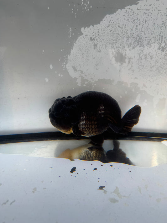 Ochiba Ranchu. WVF1239
