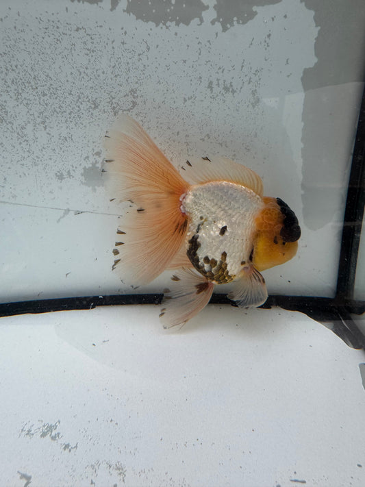 Panda Oranda. WVF1131