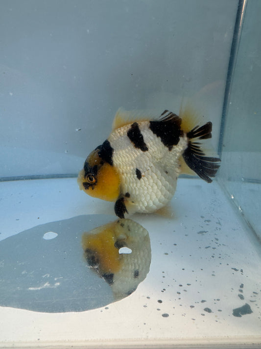 Short tail Pom Pom panda Oranda.  WVF064