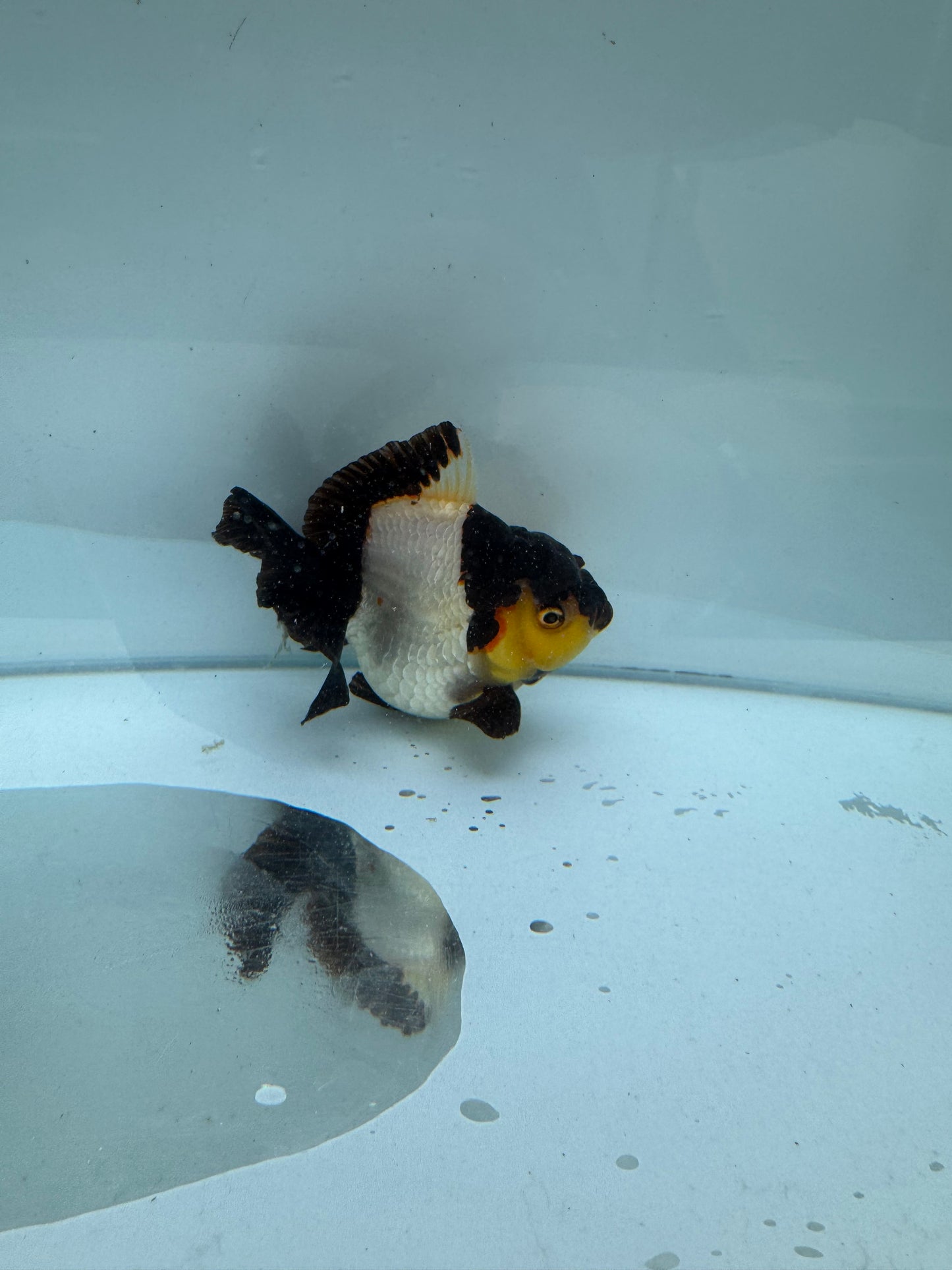 Panda/ tricolour Oranda direct from Nana Goldfish farm. WVF286