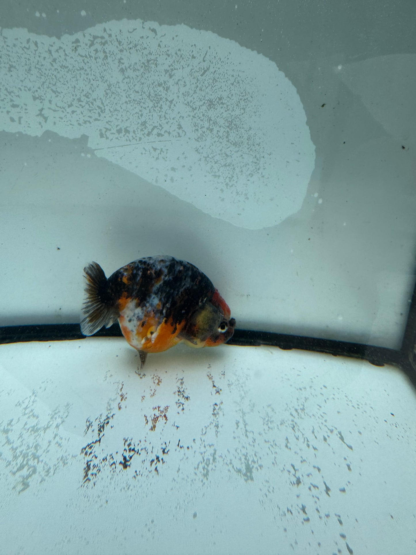 Calico Ranchu. WVF979
