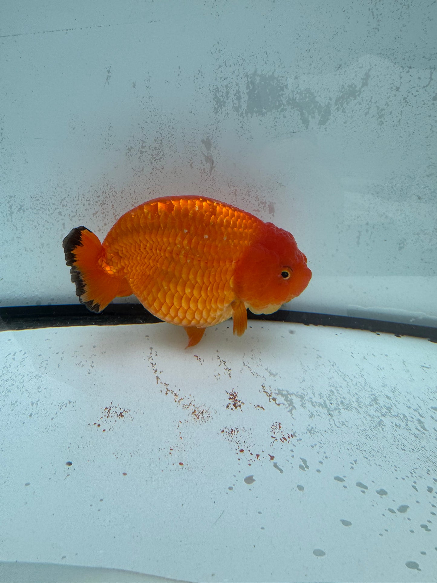 Red Ranchu. WVF439