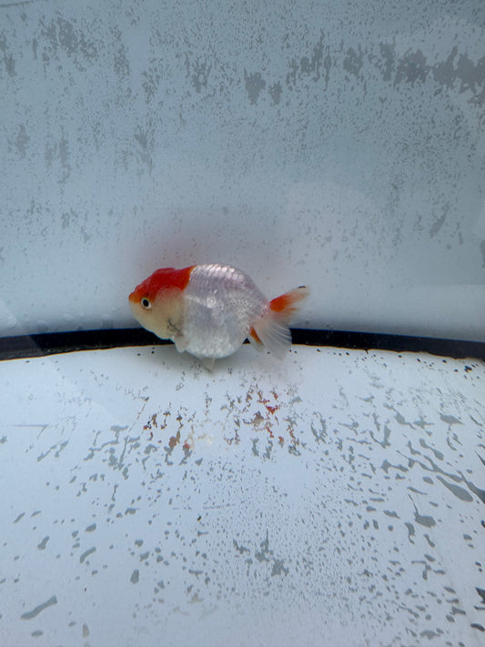 Red&white ranchu. WVF508