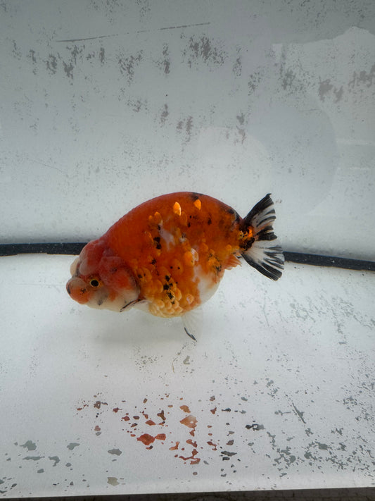 Calico Ranchu. WVF593