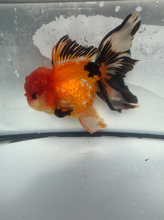 Tricolour Oranda. WVF925