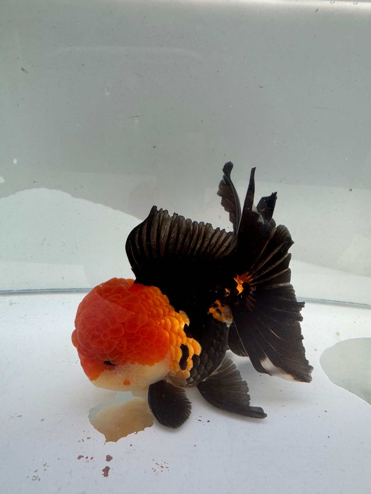 Tricolour Oranda.  WVF098