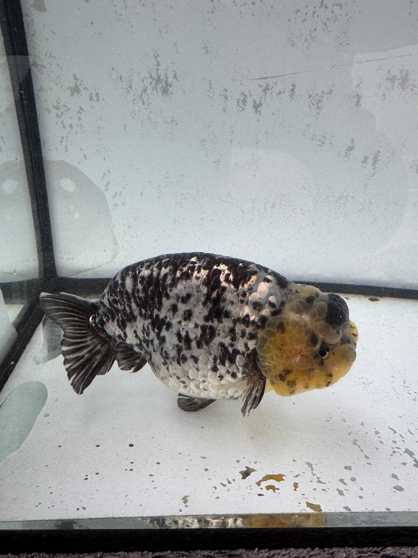 White Tiger Ranchu. WVF594