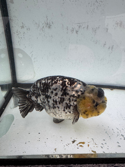 White Tiger Ranchu. WVF594