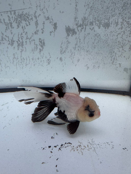 Panda Oranda. WVF490