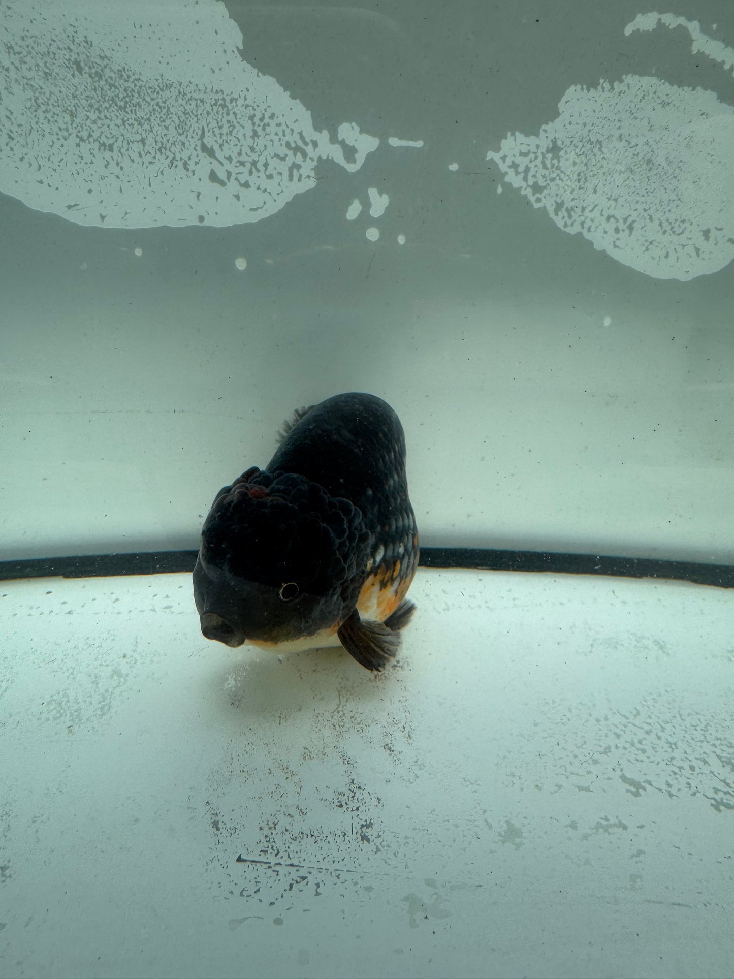 Kirin Ranchu. WVF948