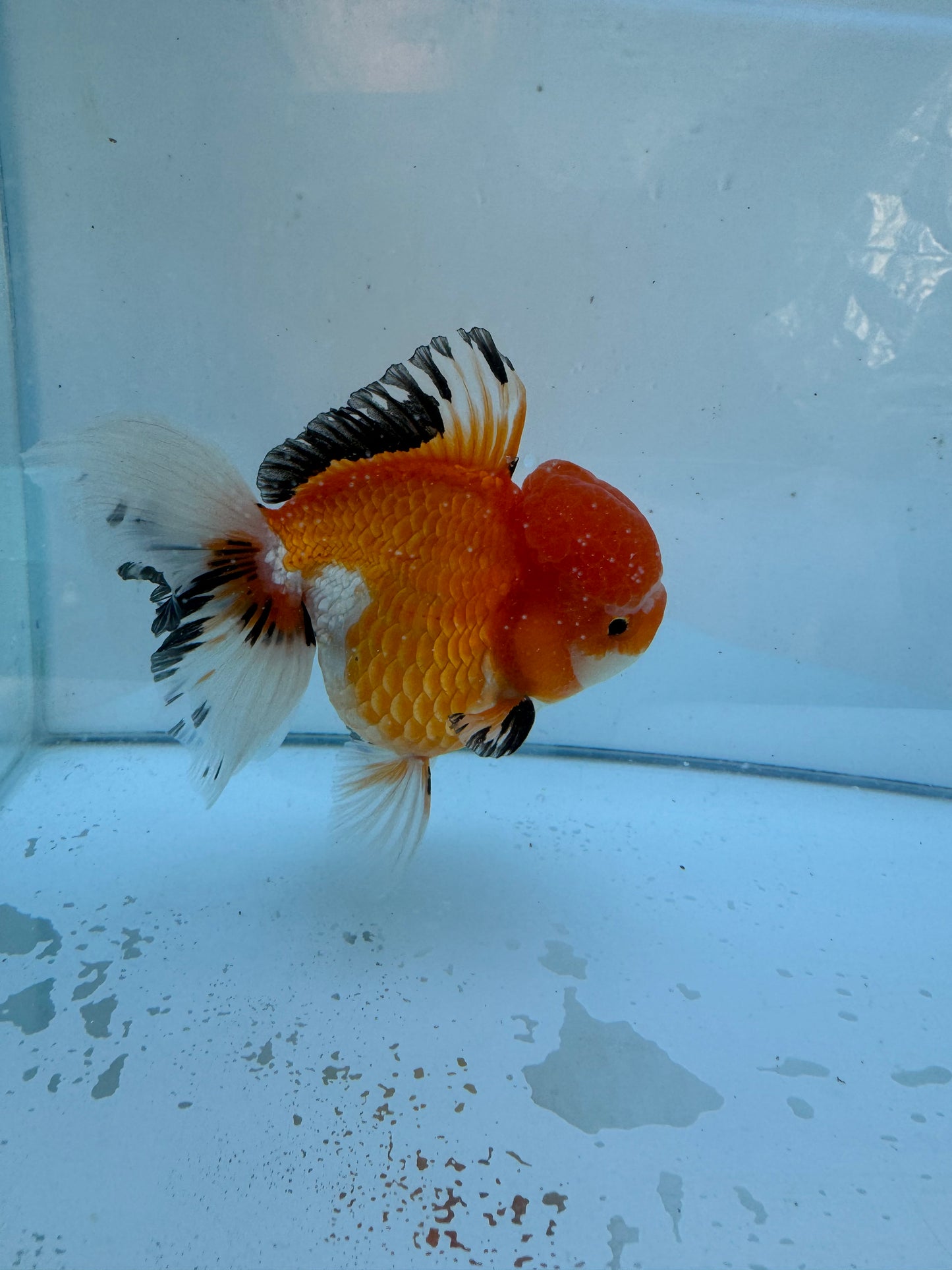 Tricolour Oranda.  WVF069