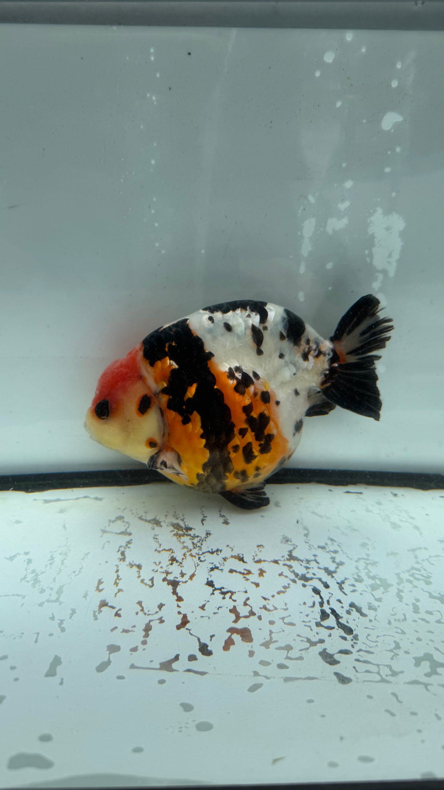 Calico Ranchu. WVF958