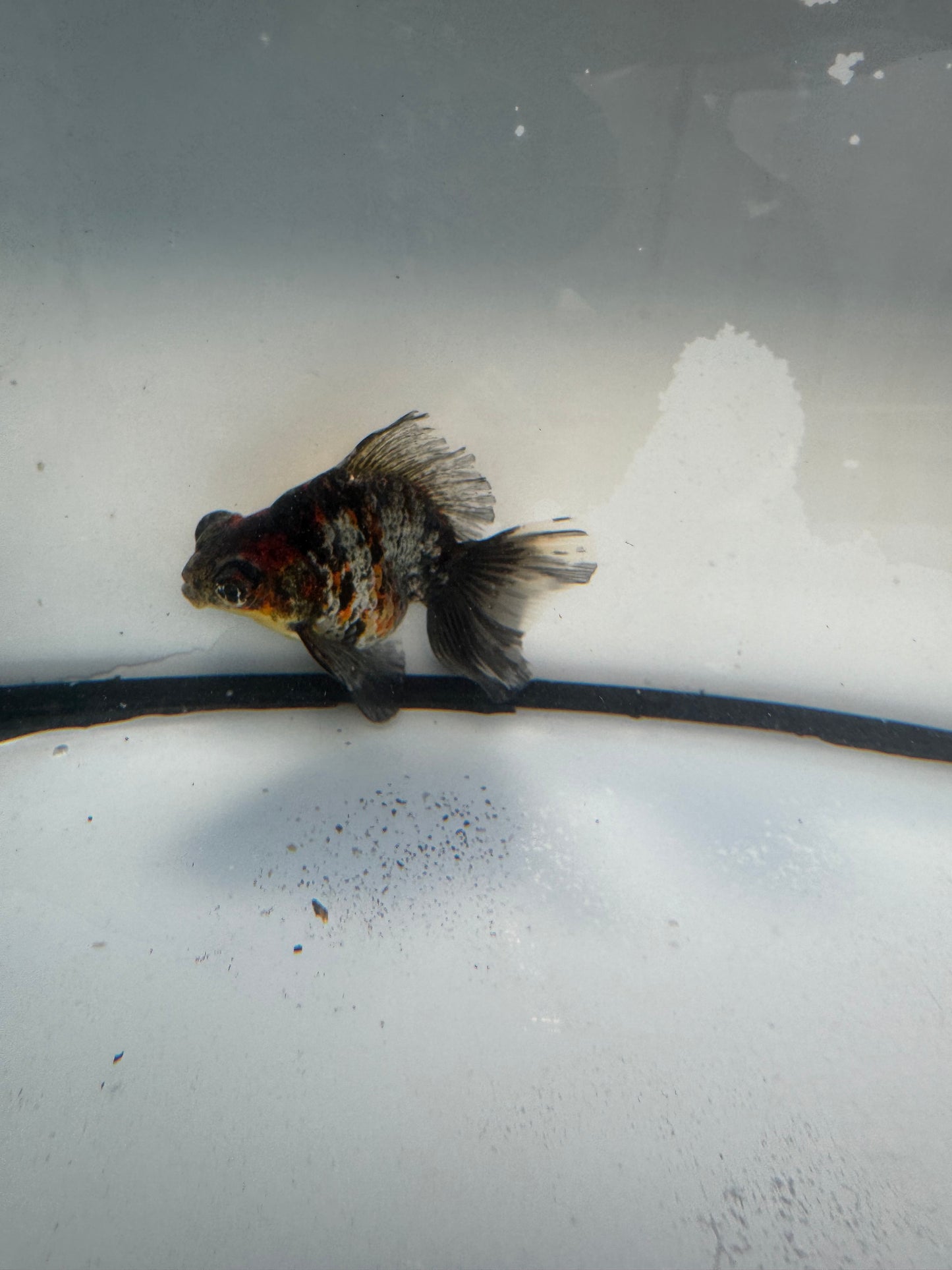 Broadtail Dragon eye. WVF1064