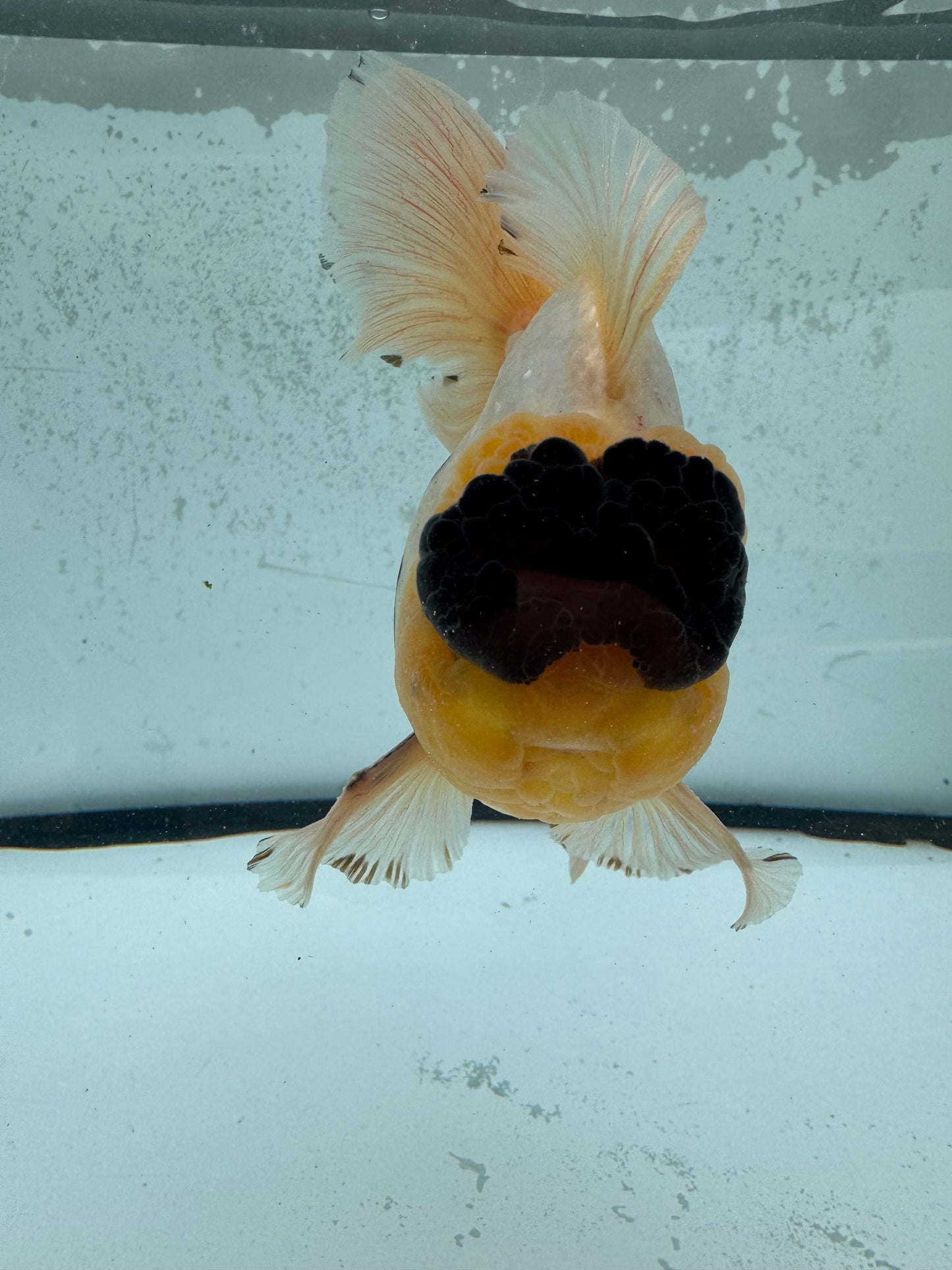Panda Oranda. WVF1131