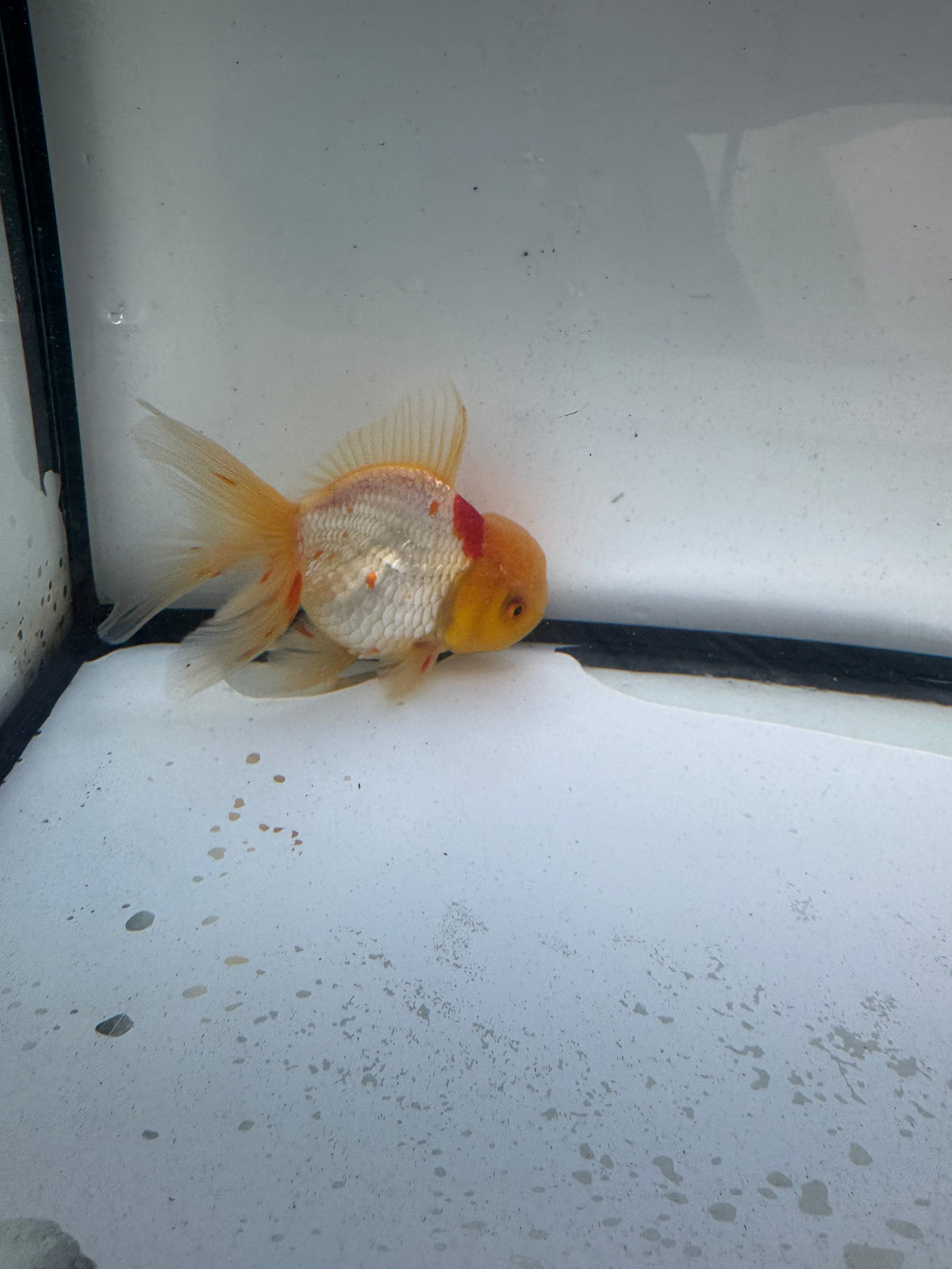 Red&white Oranda. WVF1250