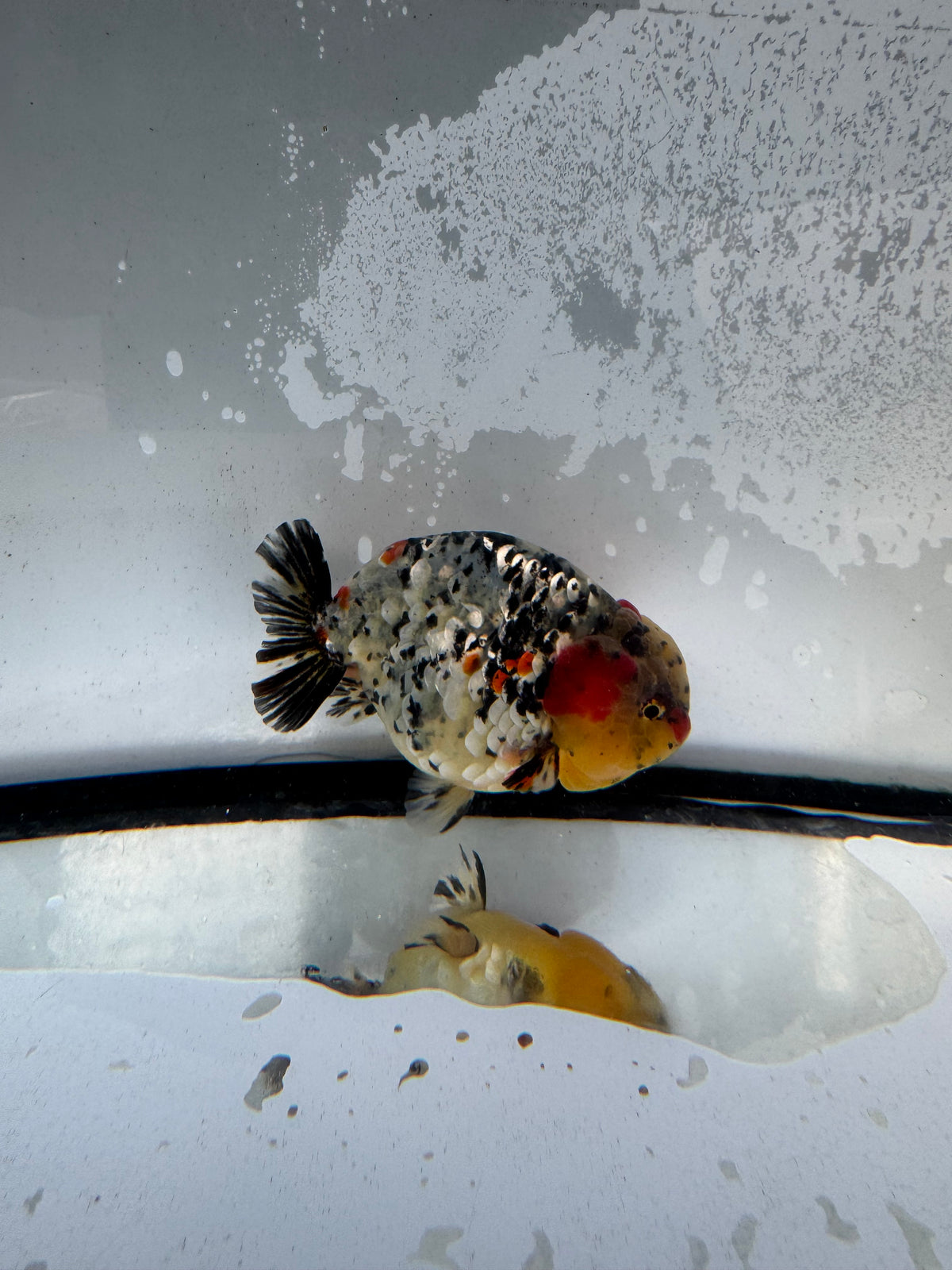 Metalic calico Ranchu. WVF1238