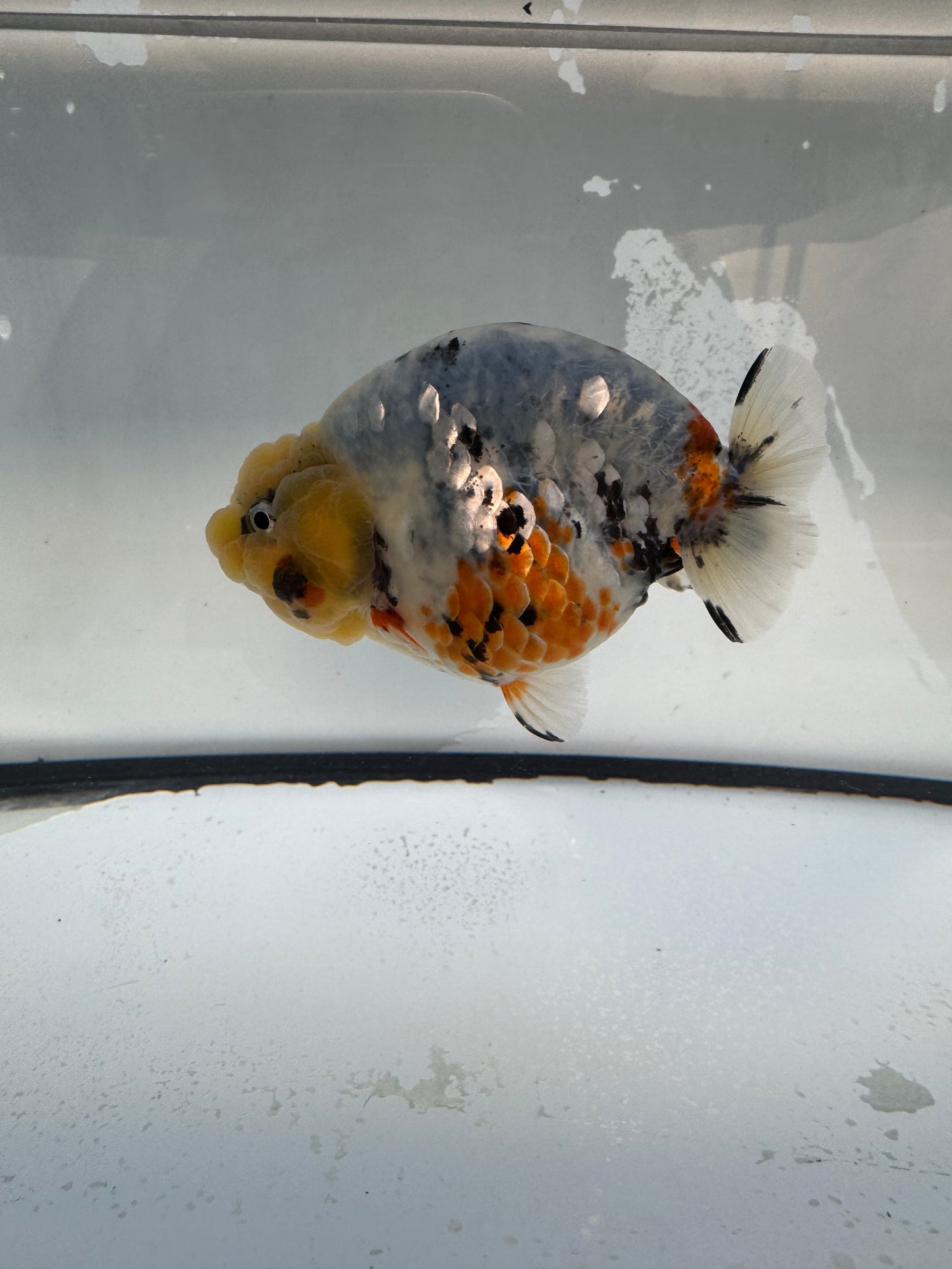 Calico Ranchu. WVF1087