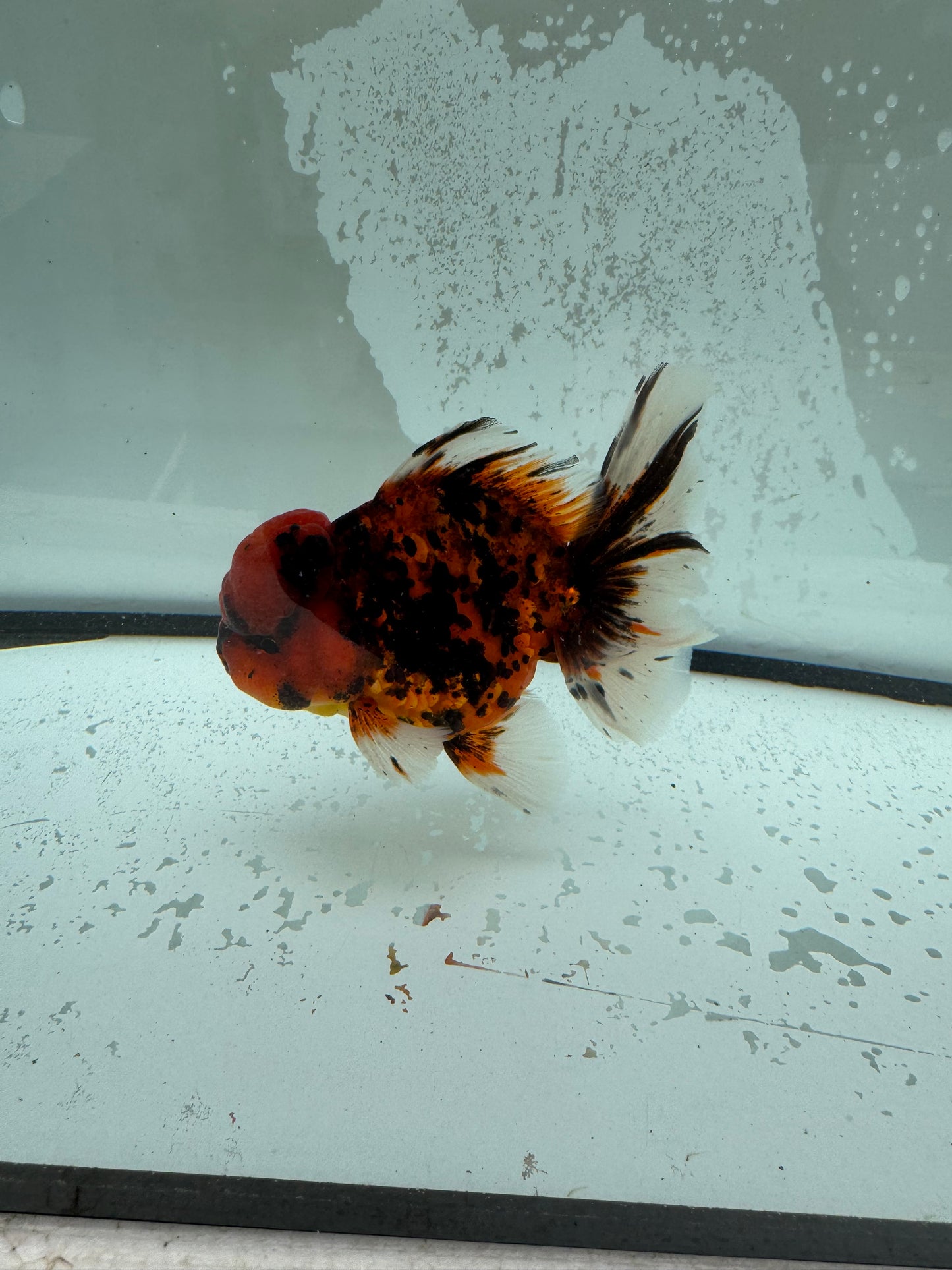 Red tiger Oranda. WVF1117