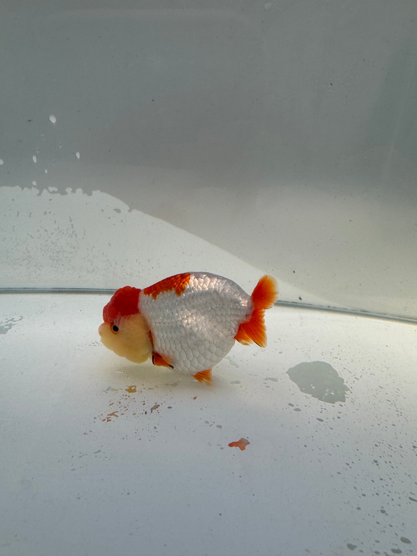 Red&white Ranchu.  WVF032